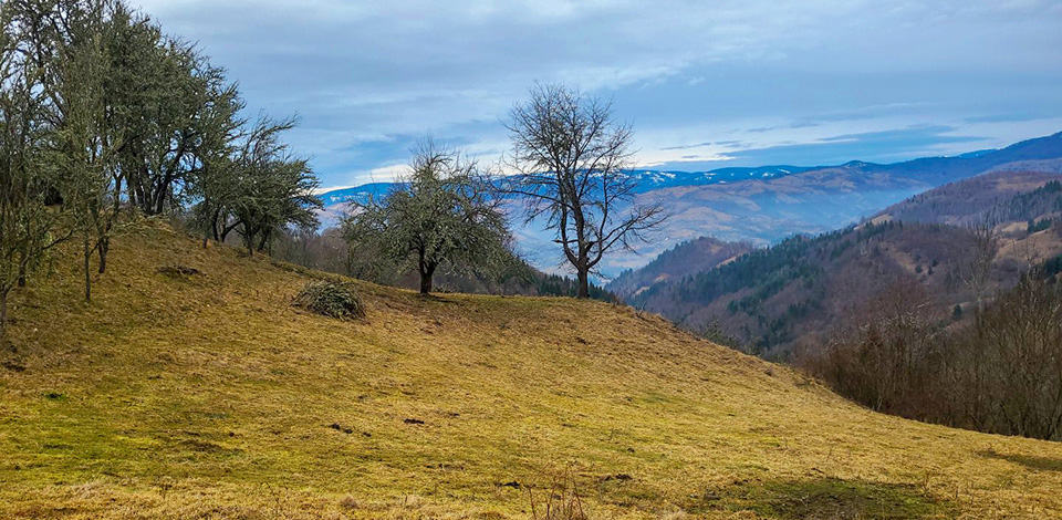 Terenul 5 de vânzare | Domeniul din Apuseni