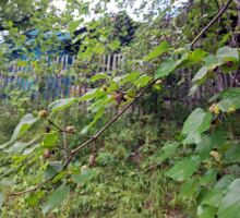 Casa 46 de vânzare | Domeniul din Apuseni