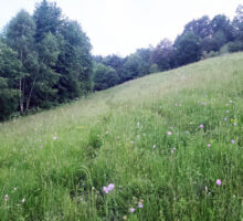 Casa 40 de vânzare | Domeniul din Apuseni