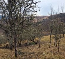 Terenul 5 de vânzare | Domeniul din Apuseni