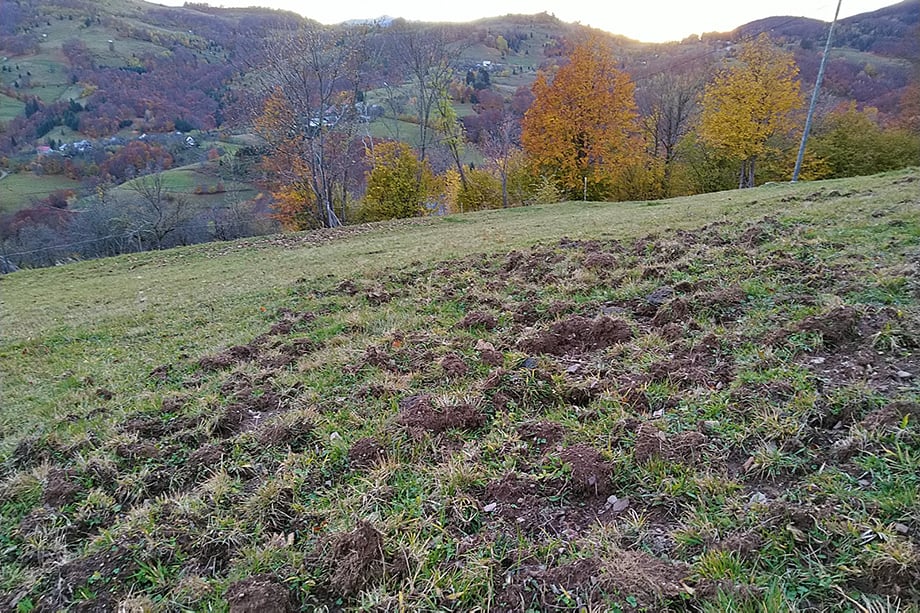 Mistreți