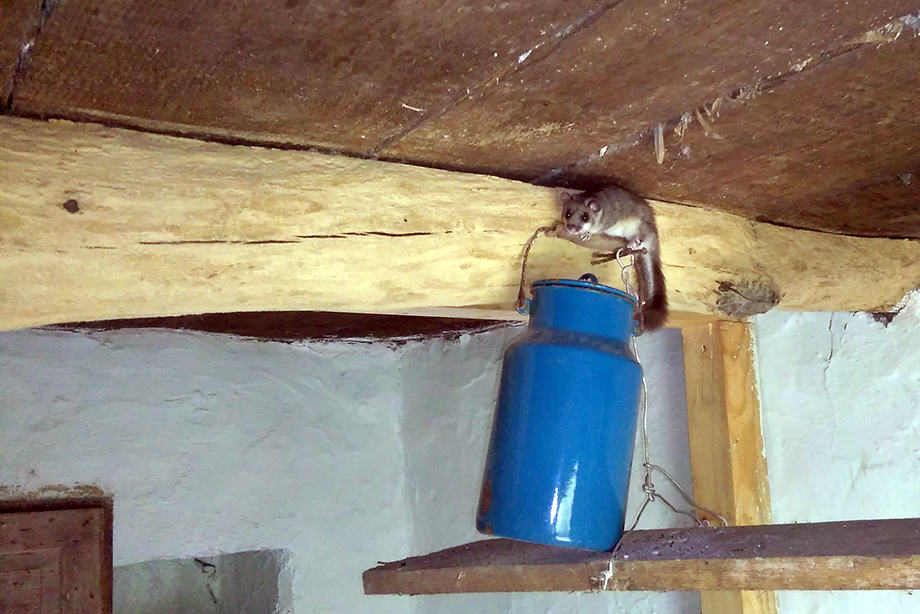 Pârși